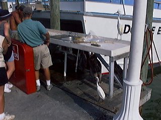 Pelicans gather around the fish boat docks to eat fish heads